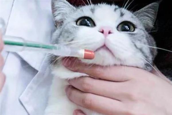 猫咪洗澡后拉肚子的原因，可能是消化不良或应激反应所致