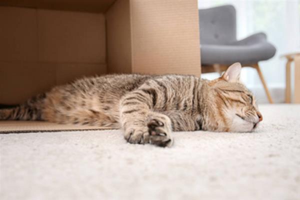 猫咪洗澡后拉肚子的原因，可能是消化不良或应激反应所致