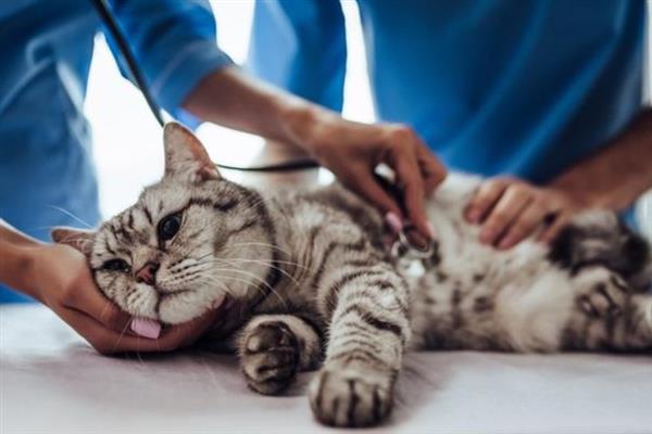 猫咪洗澡后拉肚子的原因，可能是消化不良或应激反应所致