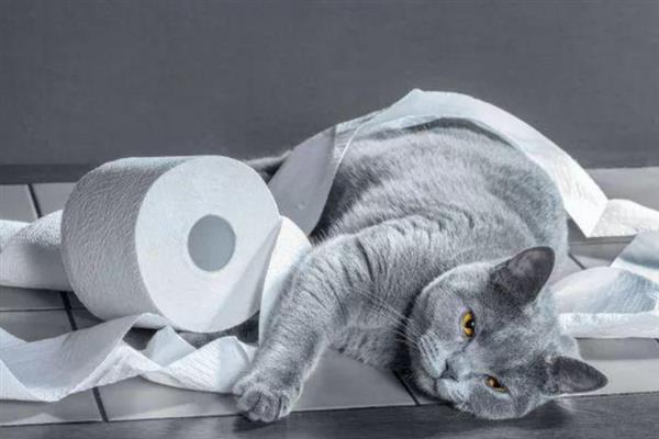 猫咪洗澡后拉肚子的原因，可能是消化不良或应激反应所致