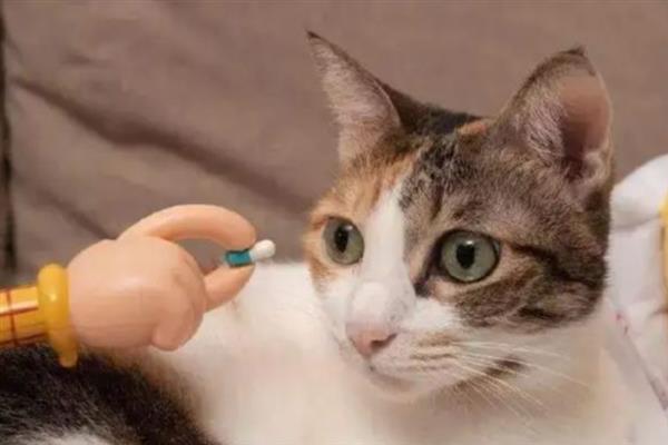 猫咪洗澡后拉肚子的原因，可能是消化不良或应激反应所致