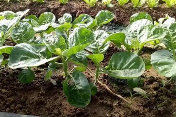 芥兰菜的种植方法，南方地区7月份就可以播种
