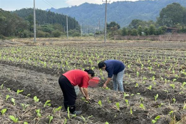 芥兰菜的种植方法，南方地区7月份就可以播种
