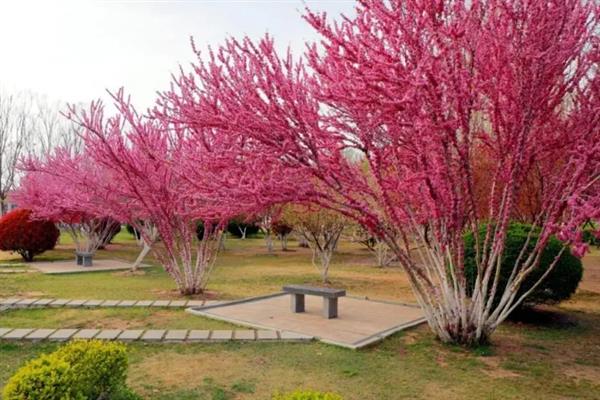 什么季节紫荆花树会开花，在每年春天开花