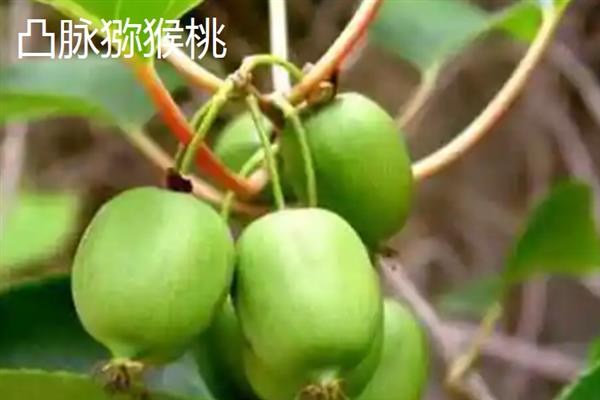 哪个品种的软枣猕猴桃好，推荐陕西猕猴桃、凸脉猕猴桃等