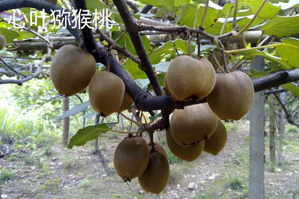 哪个品种的软枣猕猴桃好，推荐陕西猕猴桃、凸脉猕猴桃等