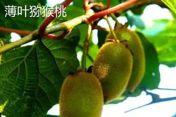 哪个品种的软枣猕猴桃好，推荐陕西猕猴桃、凸脉猕猴桃等
