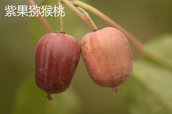 哪个品种的软枣猕猴桃好，推荐陕西猕猴桃、凸脉猕猴桃等