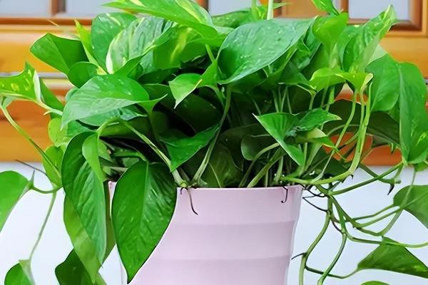 绿萝盆栽的养护方法，夏季需要多开窗通风