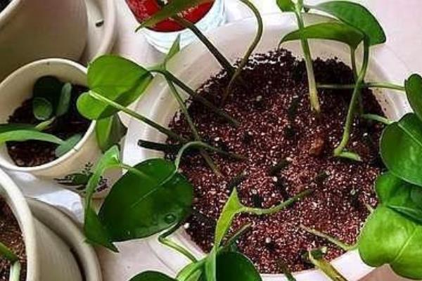 绿萝盆栽的养护方法，夏季需要多开窗通风