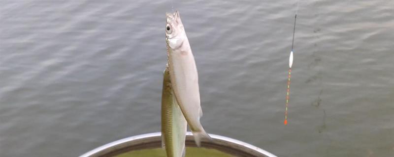 早春钓鲫鱼用什么饵料,可以用自然饵也可以用商品饵