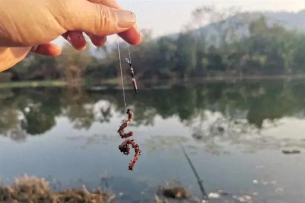 早春钓鲫鱼用什么饵料，可以用自然饵也可以用商品饵