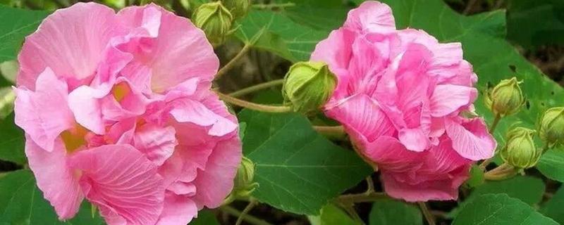 芙蓉花的花期，有三个月左右