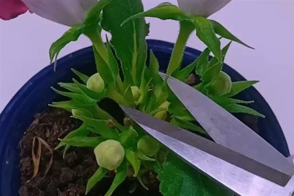 芙蓉花的花期，有三个月左右