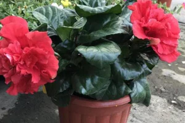 芙蓉花的花期，有三个月左右