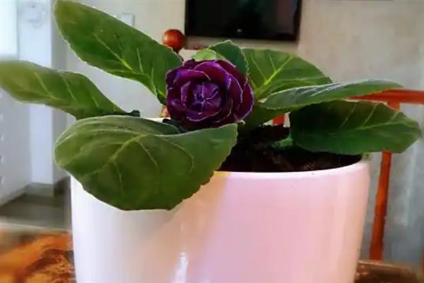 芙蓉花的花期，有三个月左右
