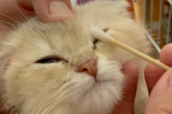 猫咪眼睛发炎的症状，会出现流眼泪的情况