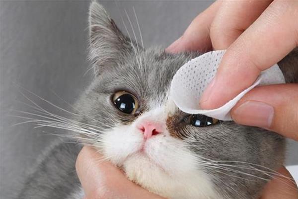 猫咪眼睛发炎的症状，会出现流眼泪的情况