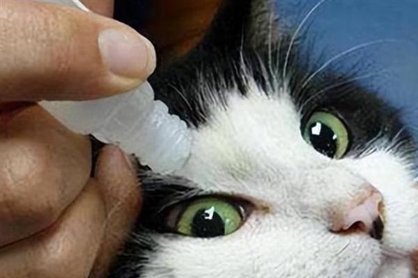 猫咪眼睛发炎的症状，会出现流眼泪的情况