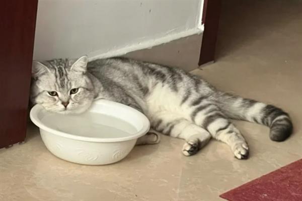 猫咪眼睛发炎的症状，会出现流眼泪的情况