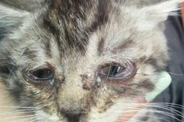 猫咪眼睛发炎的症状，会出现流眼泪的情况