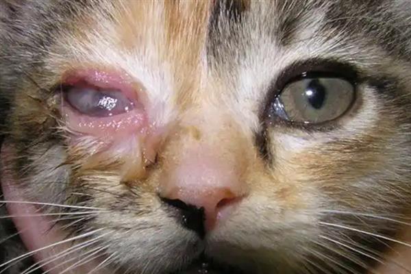 猫咪眼睛发炎的症状，会出现流眼泪的情况