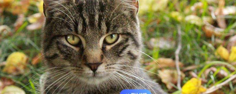 猫咪眼睛发炎的症状，会出现流眼泪的情况