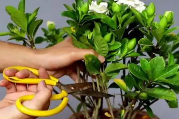 立秋以后能不能对栀子花剪枝，适当修剪可以减少不必要的消耗
