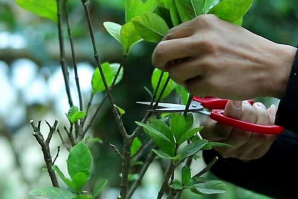 立秋以后能不能对栀子花剪枝，适当修剪可以减少不必要的消耗