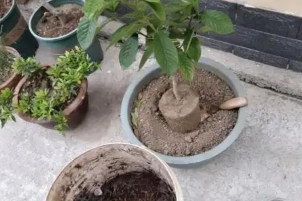 立秋以后能不能对栀子花剪枝，适当修剪可以减少不必要的消耗