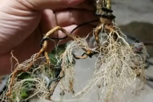 虎刺梅如何过冬，冬天不要大量施肥