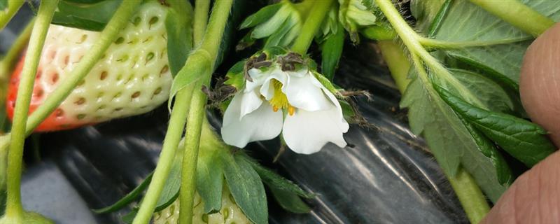 草莓缺钙的症状，具有果实发软、叶片焦枯等表现