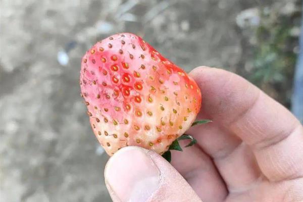 草莓缺钙的症状，具有果实发软、叶片焦枯等表现