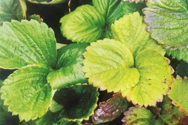 草莓缺钙的症状，具有果实发软、叶片焦枯等表现