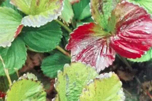 草莓缺钙的症状，具有果实发软、叶片焦枯等表现