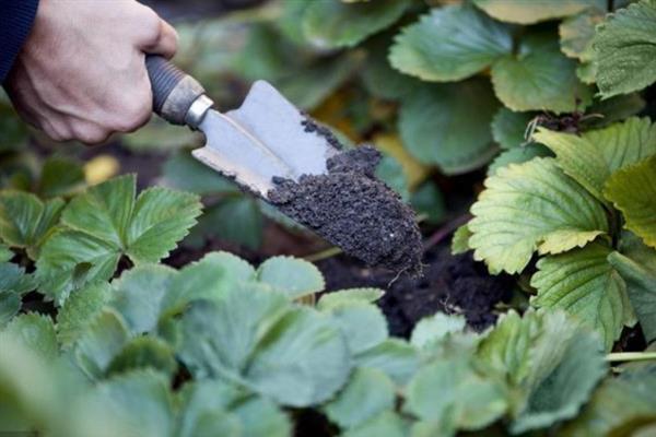 草莓缺钙的症状，具有果实发软、叶片焦枯等表现