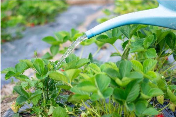 草莓缺钙的症状，具有果实发软、叶片焦枯等表现