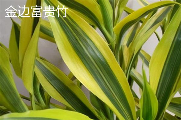 富贵竹的摆放风水，可摆放在卧室、书房等地方