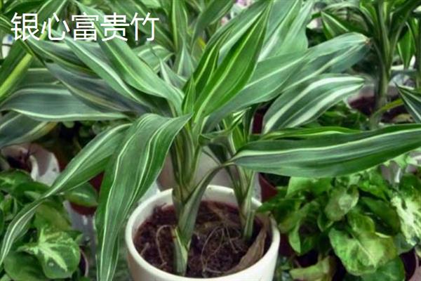 富贵竹的摆放风水，可摆放在卧室、书房等地方