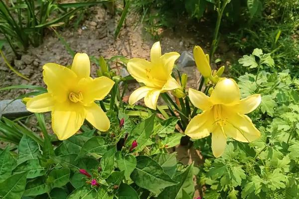 黄百合的花语，花语是感激和快