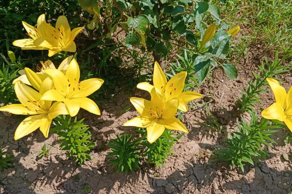 黄百合的花语，花语是感激和快