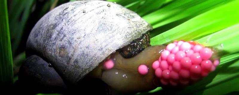 福寿螺的简介，属于瓶螺科、瓶螺属软体动物