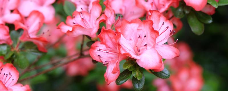 杜鹃花要每天浇水么，可以每天为植株浇水