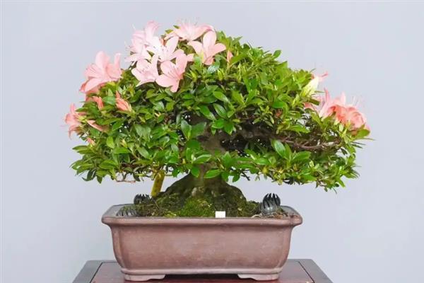 杜鹃花要每天浇水么，可以每天为植株浇水