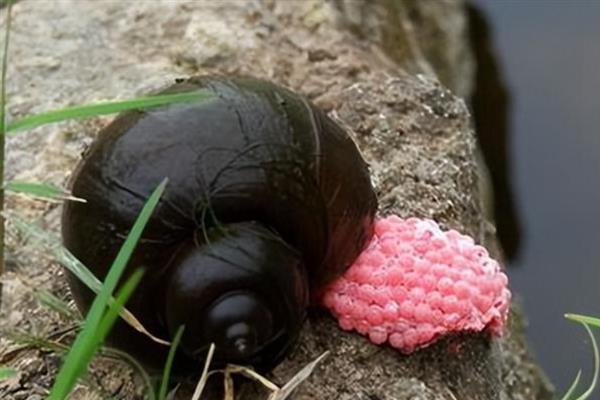 福寿螺的简介，属于瓶螺科、瓶螺属软体动物