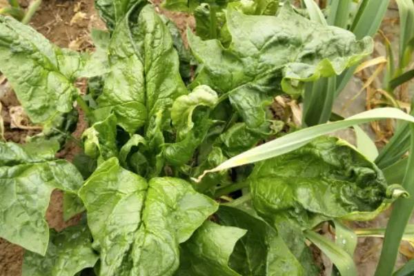 白菜莲座期的管理方法，应追施发棵肥