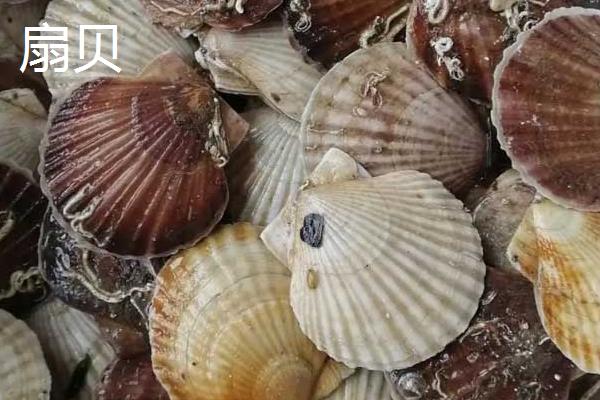 扇贝、牡蛎的区别，自然界分类和生活方式均不同