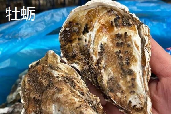 扇贝、牡蛎的区别，自然界分类和生活方式均不同