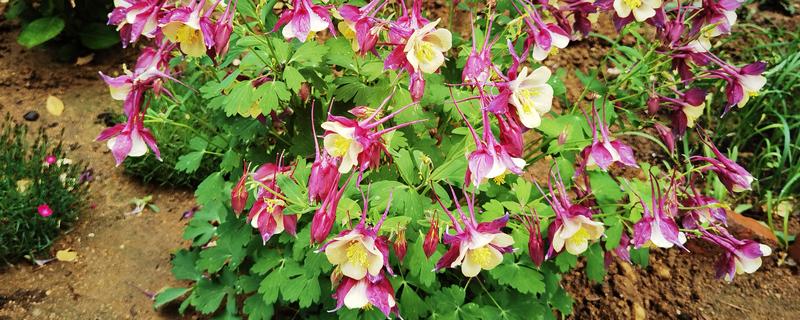 耧斗菜的开花时间，一般为5-7月份
