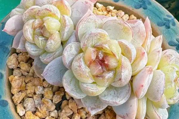 如何养护刚买回来的多肉，经过一周左右再浇水